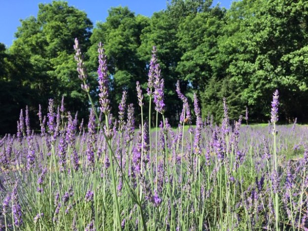 Pleasant Valley Lavender Farm